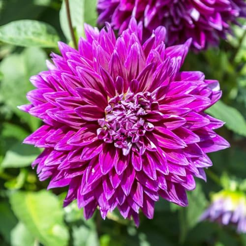 bulbos de dalia resistentes primavera bulbos temprana perennes resistentes, 8pcs