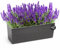 KONZEPT Hochwertige Blumenkasten Rattan-Optikin in Graphit, rechteckig 56 x 19 cm, Balkonkasten ideal fur Balkon, Terrasse, Fensterbank