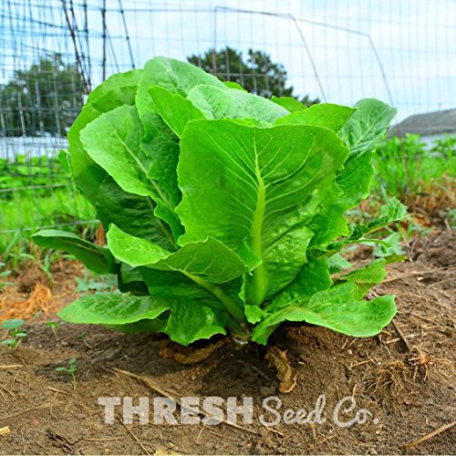 Laitue - Parris Island Romaine - 1000 graines Heirloom + cadeau gratuit