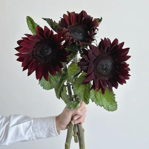 sonnenblumen deko samen, kletterpflanzen winterhart, bio saatgut sonnenblumensamen bio, blumensamen balkon, winterharte kübelpflanzen blumenwiese samen mehrjährig, herbst deko 150pcs