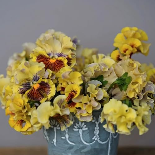 semi biologici di viola del pensiero di da balcone perenni resistenti di viola del pensiero primaverile, selvatici 400pcs