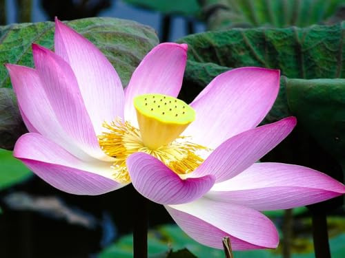 6 Semi di Loto Sacro (Nelumbo nucifera) – Pianta Acquatica Ornamentale – Fiore Esotico per Laghetti, Stagni e Vasi Acquatici