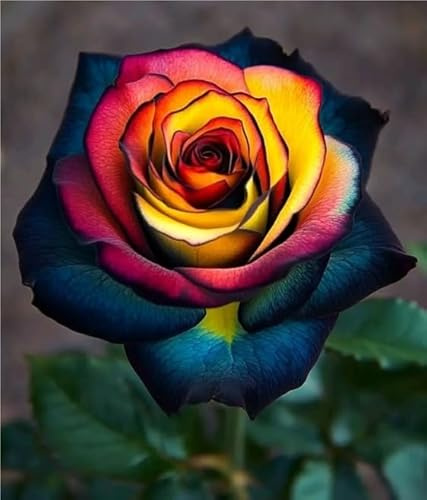 Naturale Rizoma Di Rosa, Resistenti Al Freddo E Alla Siccità, Facile Da Coltivare, Splendide esposizioni in giardino-1 Rizoma-B