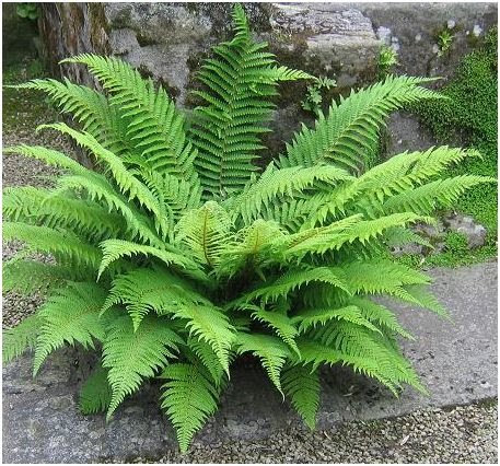 FOUGÈRE COMMUNE (Asplenium filix) PIED DE 3 OU 4 ANS MINI