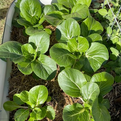 cavolo cinese, semi di pak choi, invernali vecchie varietà sostenibili balcone serra giardino sul balcone resistenti raro resistenti 350pcs