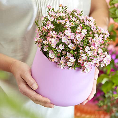 Rose 'Cutie Pie' - Hardy Shrub - Pretty Pink & White Flowers - Ideal Groundcover or Patio Pot Display - Easy to Grow Your Own - Garden Plant - 2X 9cm Pots by Thompson and Morgan (2)