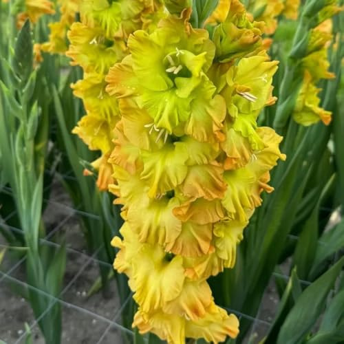 bulbi di gladiola resistente - balcone esotiche 5pcs
