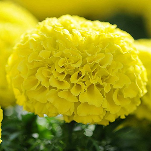 African Marigold Flower Garden Seeds - Taishan Series F1 - Yellow - 100 Seeds - Annual Flower Gardening Seed - Tagetes erecta