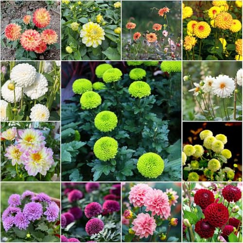 Bulbos de dalia - balcón con camas elevadas perennes resistentes bulbos temprana Comprar dalia de 3pcs