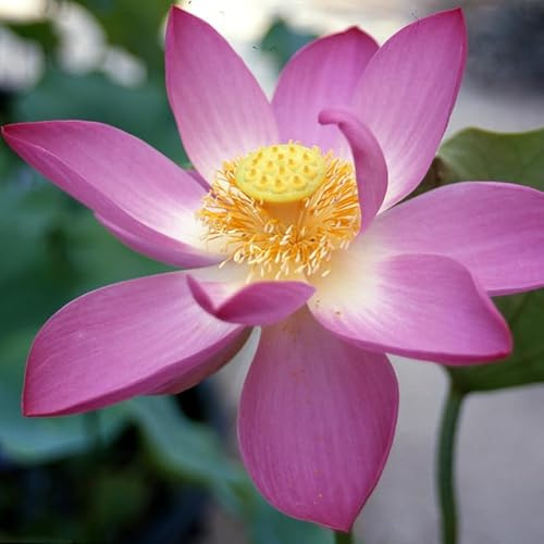 Fiore di Loto Pekinensis Rubra – Rizoma Vivo di Nelumbo Rosso Intenso – Pianta Acquatica Ornamentale per Laghetti e Vasi – Fioritura Estiva Spettacolare