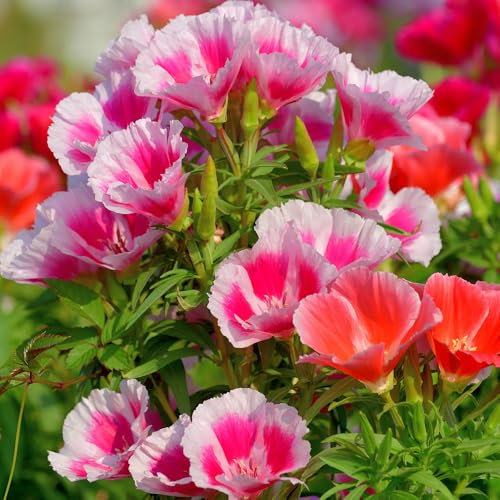 Godetia Double Azalea Mixed Seeds – Ruffled Blooms – Half Hardy Annual – Must Have for Beddings, Borders & Containers – for Your Beautiful Garden