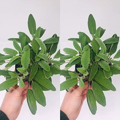 2 x Large Sage Plants - Herb Plants in 14cm Pots