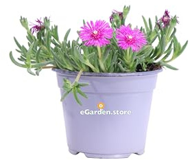 Pianta di Delosperma Cooperi pianta fiorita colore fucsia da esterno pianta succulenta tappezzante vera venduta da eGarden.store (Fucsia v.14 cm)