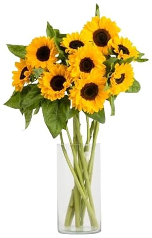 Ramo de Girasoles Naturales con 10 Flores Frescas en Tonos muy Llamativos