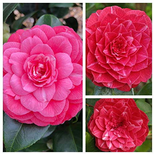 2 x Pink Camellia Plants in 9cm Pots - Princess Baciocchi Variety Flowering Evergreen Shrub - Garden Ready for Planting Outdoors All Year Round