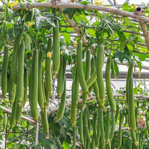 Semillas de Achicoria,Semillas de,Amantes del Jardín,Fáciles de r 100pcs