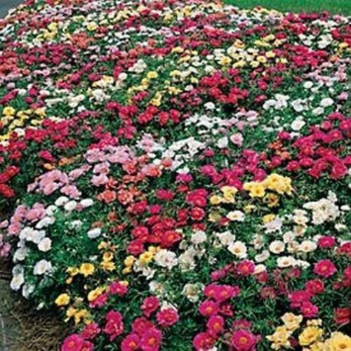 Moss Rose- (Portulakröschen Mix) - gemischte Farben- 200 Samen