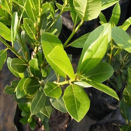 50 graines de nouvelles feuilles de laurier fraîches