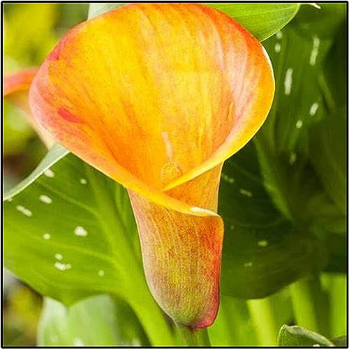Dei Giardinieri Alle Prime Armi Calle Sembra Nobile Ed Elegante, Bulbi Di Calle, Calle Ha Un Odore Forte E Dolce Giglio, I Calle Sono Adatti Per La Coltivazione, 8bulbs-D