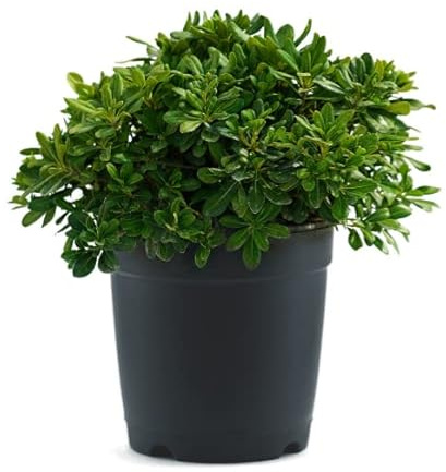 Pittosporum o Pitosporo Natural Plata Arbustiva de Exterior