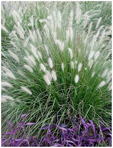 Stauden Gänge 5 x Pennisetum alopecuroides im 1 Liter Topf (Ziergras/Gräser/Winterhart/Mehrjährig/Staude/Stauden) Lampenputzergras - Weiche Halme für bewegte Gartenszenen