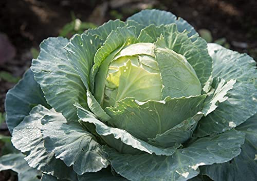 Lot de 200 Graines de Chou Cabus Marche de Copenhague 4 - Ancienne Variété - Variété Rustique et productive - Graines Garantie Germination - Grande qualité gustative - Semences Reproductibles