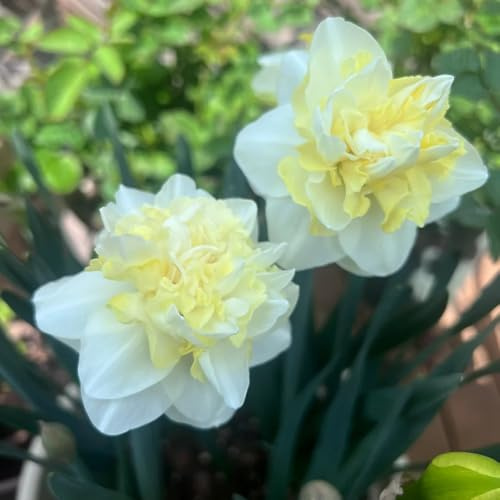 narcisos de balcón,de exterior Decoración jardín,r,decoración sala estar moderna.Bulbos y resistentes al invierno.oficina,jardín 5Bombilla