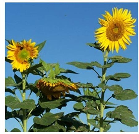 PREMIER SEEDS DIRECT Giant Sunflower - Skyscraper - 4M Plus - 30 Seeds (Organic/BIO)