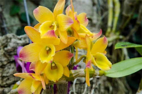 Cymbidium-Bulbos De Phalaenopsis, VersáTil Para Todas Las Estaciones, Calas Bulbos, Cymbidium Orchidee, Bulbos De Orquidea, 5bulbos-G