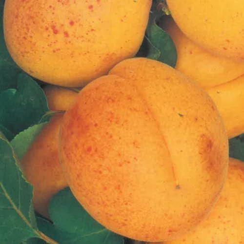 PIANTA DA FRUTTO ALBICOCCA BULIDA in mastello età 5/6 anni C.T. 14/16 cm