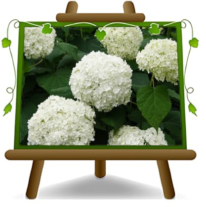 EURO PLANTS VIVAI Ortensia Bianca Pianta Ornamentale (Bianca 80 cm)