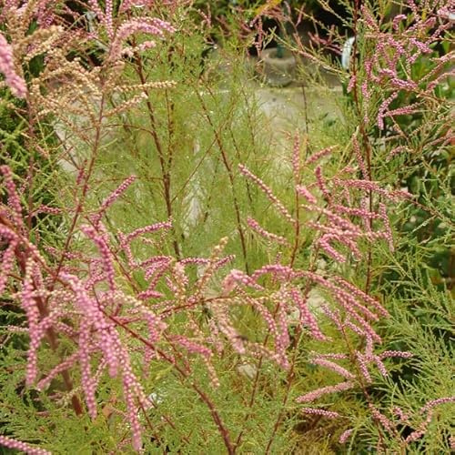 Tamerice 'Pink Cascade' 60–80 cm Vaso – Tamarix ramosissima 'Pink Cascade' – Fioritura rosa ornamentale