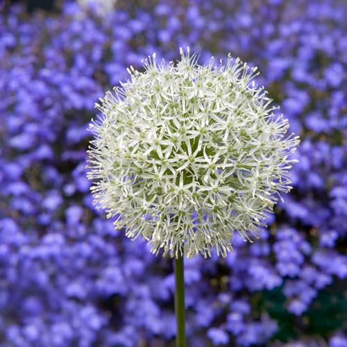 Bulbi di ALLIUM | AGLI ORNAMENTALI | Bulbi provenienti dai migliori produttori Olandesi | Esclusiva selezione e controllo qualità | Fioritura garantita dal primo anno. (2 Allium MOUNT EVEREST)