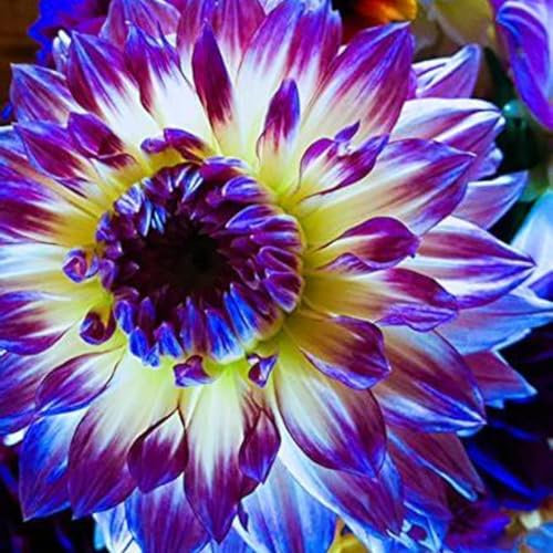 Dahlia Bulbs Mix for Planting Now UK,Hardy Perennial,Wedding Flowers,Strong Plants That Grow Well,Dahlia tubers Bulk,Beauty of Garden,Gift Ready-6bulbs-B