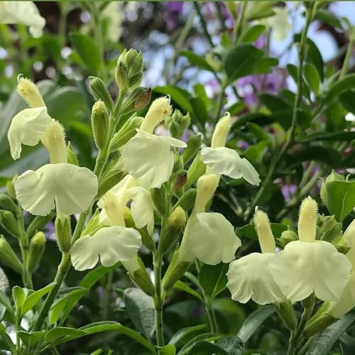 salbeisamen luftreinigende zimmerpflanzen salbei exotische heilkräuter garten geschenk hochbeet winterharte kübelpflanzen gartendeko für draußen balkonblumen für sonnige plätze 300samen