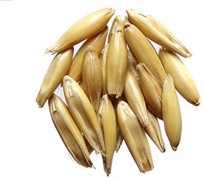 Avoine de Printemps Duffy Bio - 15 grammes - Avena Sativa L. - Oat - (Engrais vert) - SEM02