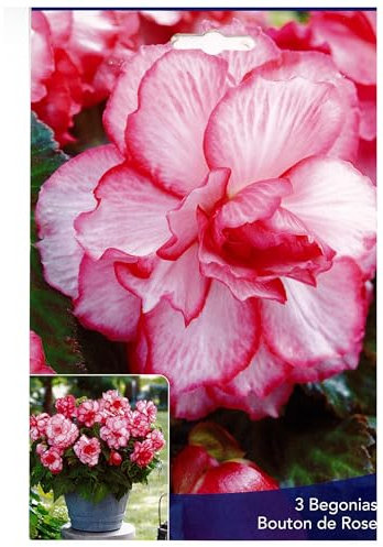 3 Bulbes de Bégonias Bouton de Rose
