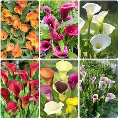 Calla zwiebeln,winterharte,calla lily,calla zwiebeln winterhart mehrjährig,calla outdoor,calla knollen angebot,calla pflanze knolle,calla pflanze echt,calla lily plants live.-10zwiebeln-A