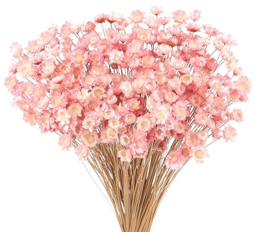 300 Pezzi Steli di Fiori Secchi Fiore Secco Margherita Fiore Essiccato Brasiliano Rosa Chiaro Mini Fiori Secchi Bouquet Di Fiori Secchi Naturali Decorare Oggetti Di Scena Decorazione Di Fiori Secchi