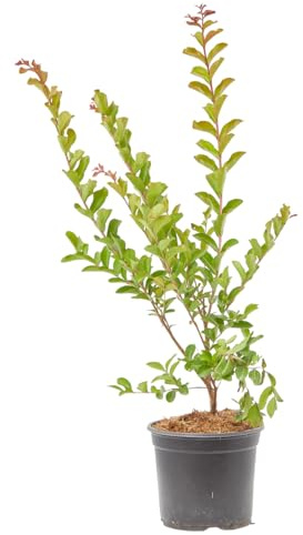 Verdecora Árbol de Júpiter en maceta 3L | Lagerstroemia indica | Planta Natural de Exterior | Floración Abundante y Follaje Decorativo | Ideal para Jardines y Terrazas