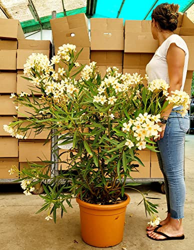 POWERS TO FLOWERS - OLEANDRO BEIGE XXL, VASO 36CM DIAMETRO, pianta vera