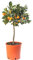 Großer Orangen-Baum - Züchte dein eigenes Obst zu Hause! Geeignet für drinnen und draußen.