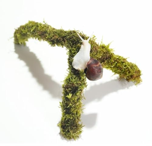 Begeterday Haustier Schnecke Kletterspielzeug, ideales Schneckenterrarium-Zubehör, perfekt für kletterfreudige Schnecken