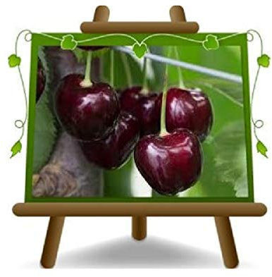 EURO PLANTS VIVAI Cerise douce Reine Plante à fruits sur pot ø 20 cm - Hauteur 150~170 cm - Âge 2 ans