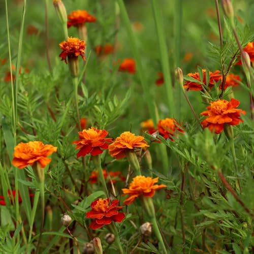 Semi di calendula biologici - decorazione giardino esotico resistente 600pcs