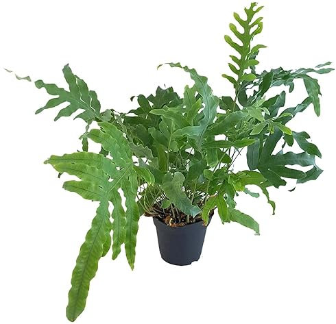 Helecho Estrella Azul Planta natural de Crecimiento Fácil