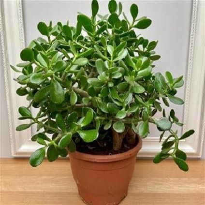 30pieces Green Jade Plant Seeds