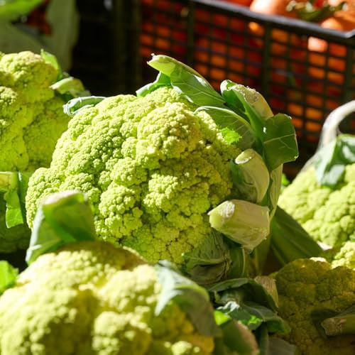 coliflor - Brassica oleracea - semillas de de semillas coliflor trepadoras exóticas verdes orgánicas exóticas hortalizas orgánicas, variedades tradicionales 350semillas