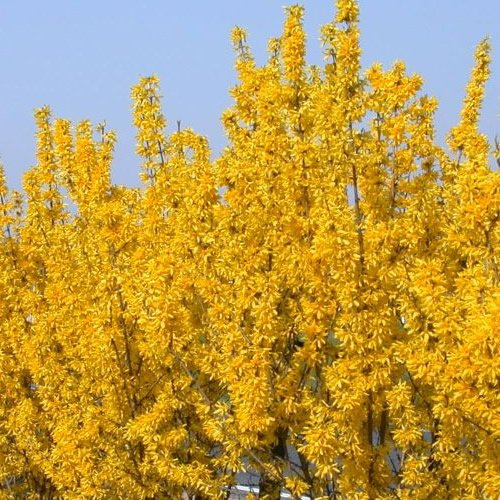 GardenersDream Forsythia Lynwood Plant in Pot - Outdoor Garden Ready Hardy Shrub - Deciduous Decorative Garden Plant - Beautiful Flowering Shrub for Gardens (15-25 cm incl. 9 cm Pot)