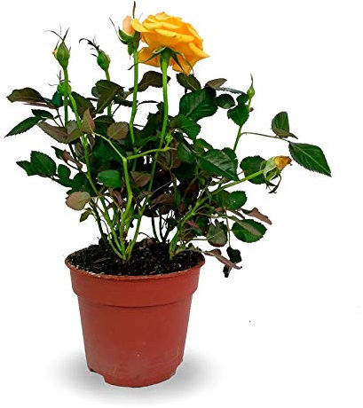 Mini Planta Rosal Miniatura con Flores de Colores Planta en Maceta Pequeña Viva y Natural